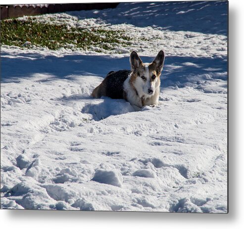 Johnny Metal Print featuring the photograph Johnny in the Snow by Mick Anderson