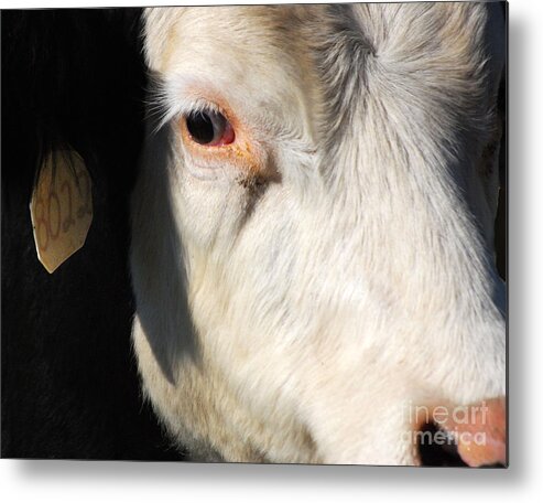  Metal Print featuring the photograph Just Another Pretty Face by Jim Rossol