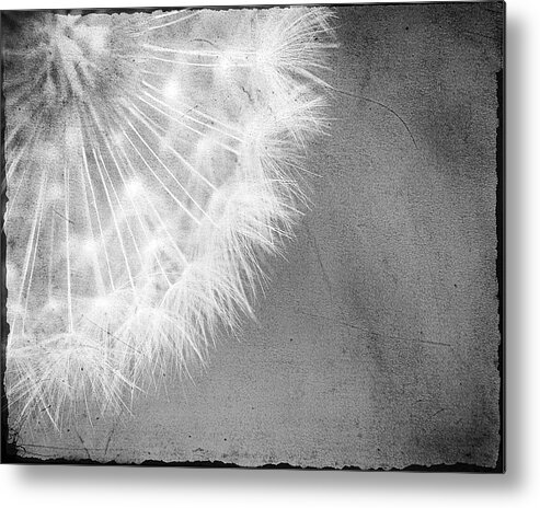 Dandelion Metal Print featuring the photograph Just Dandy by Bonnie Bruno
