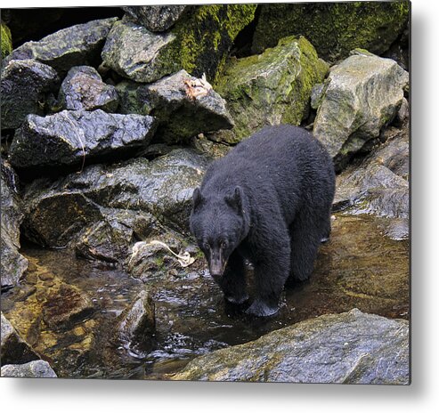 Alaska Metal Print featuring the photograph Just Waiting by Betty Eich