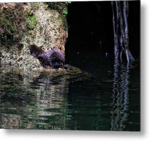 Mink Metal Print featuring the photograph Juvenile Mink at Cove Creek by Michael Dougherty