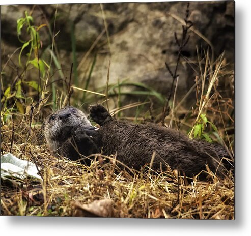 Otter Metal Print featuring the photograph Kickin' Back by Michael Dougherty