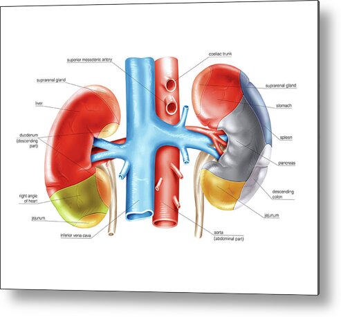 Kidney Metal Print featuring the photograph Kidney And Adjacent Organs by Asklepios Medical Atlas