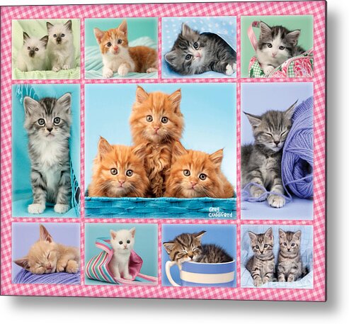 Cat Metal Print featuring the digital art Kittens Gingham Multi-pic by MGL Meiklejohn Graphics Licensing