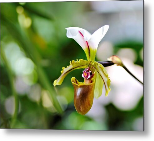 Lady Slipper Metal Print featuring the photograph Lady Slipper by Katherine White