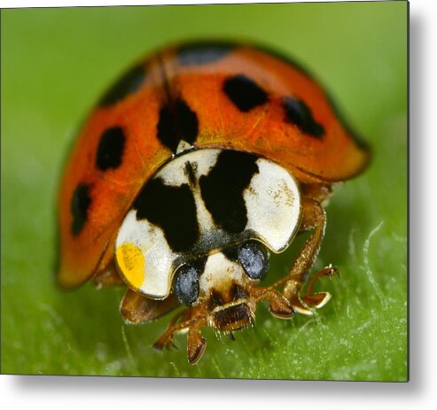 Harmonia Axyridis Metal Print featuring the photograph Lady by Tony Beck