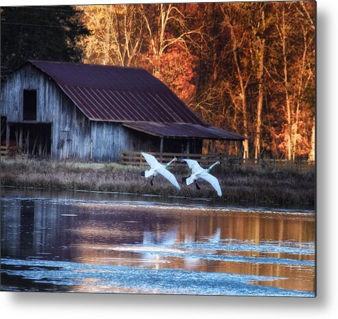 Trumpeter Swans Metal Print featuring the photograph Landing Trumpeter Swans Boxley Mill Pond by Michael Dougherty