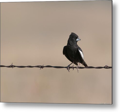 Lark Metal Print featuring the photograph Lark Bunting by Avian Resources