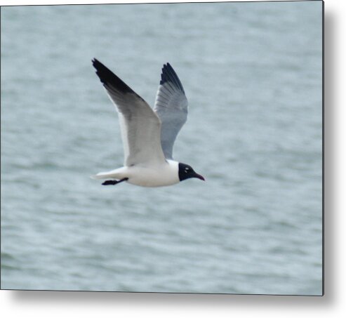 Seagull Metal Print featuring the photograph Laughing Gull in Flight by Richard Bryce and Family