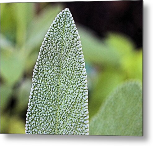 Herb Metal Print featuring the photograph Leaf of Sage by Scott Carlton