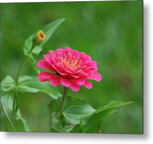 Pink Metal Print featuring the photograph Legacy by Bob Sample