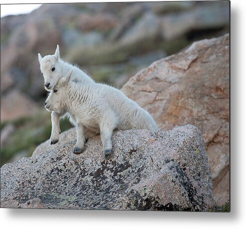Mountain Goats Metal Print featuring the photograph Life is a Struggle by Jim Garrison