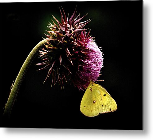 Butterflies Metal Print featuring the photograph Life is Heavy by Al Swasey