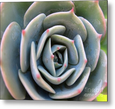 Plants Metal Print featuring the painting Like a rose by Sarabjit Singh