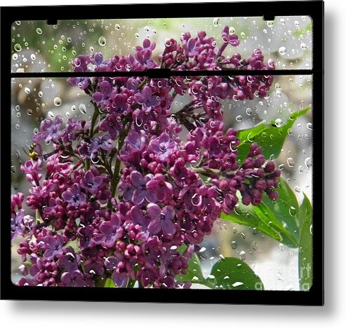 Lilac Metal Print featuring the photograph Lilac Rain by Michelle Frizzell-Thompson