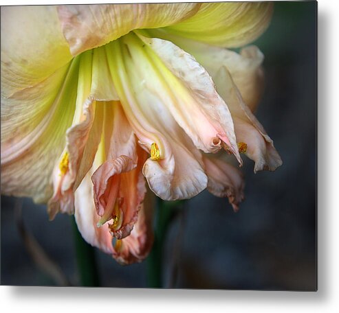 Flower Metal Print featuring the photograph Lily by M Kathleen Warren