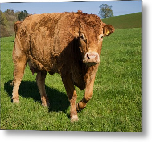 Limousin Cow Devon Metal Print featuring the photograph Limousin Cow by Pete Hemington