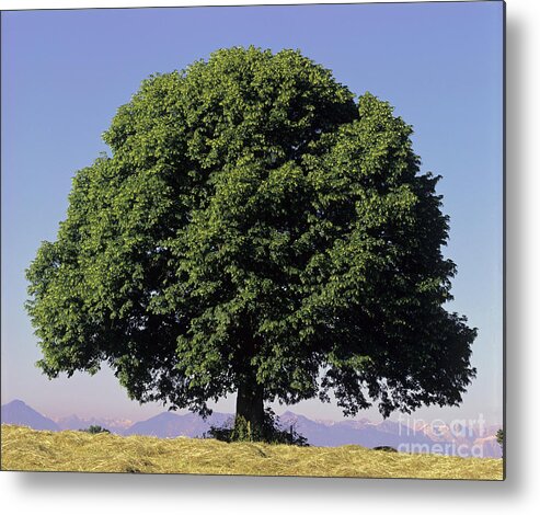 Tilia Platyphyllos Metal Print featuring the photograph Linden Tree In Summer by Hermann Eisenbeiss