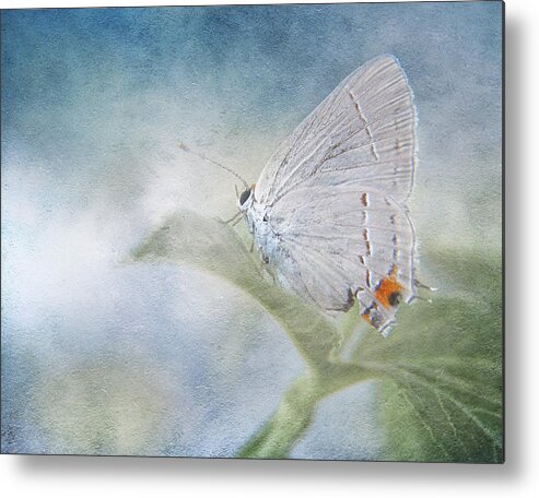 Butterfly Metal Print featuring the photograph Little Grey Hairstreak by David and Carol Kelly