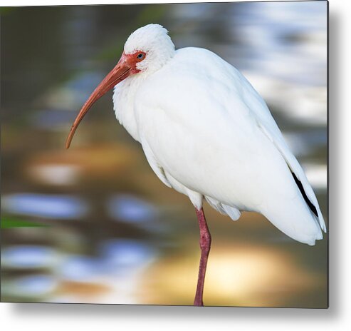 American White Ibis Metal Print featuring the photograph Little White Ibis by Bill and Linda Tiepelman