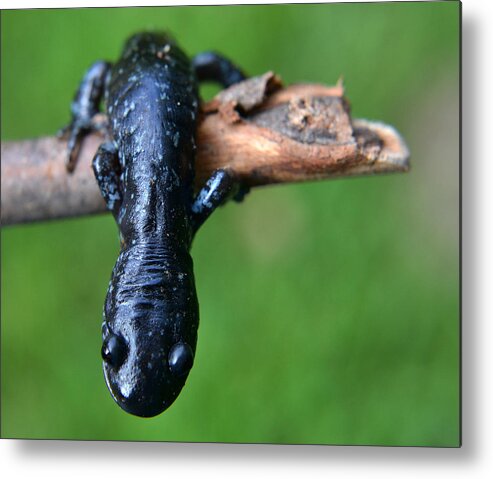 Salamander Metal Print featuring the photograph Looking Down by Jeffrey Platt