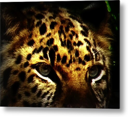 Jaguar Metal Print featuring the photograph Looking for Prey by Amanda Eberly