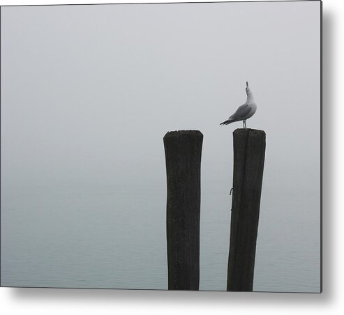 Gull Metal Print featuring the photograph Looking Up by Mary Bedy