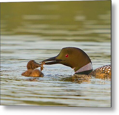 Loon Metal Print featuring the photograph Loon Feeding Chick by John Vose