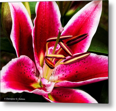 Christopher Holmes Photography Metal Print featuring the photograph Love Story Lily by Christopher Holmes