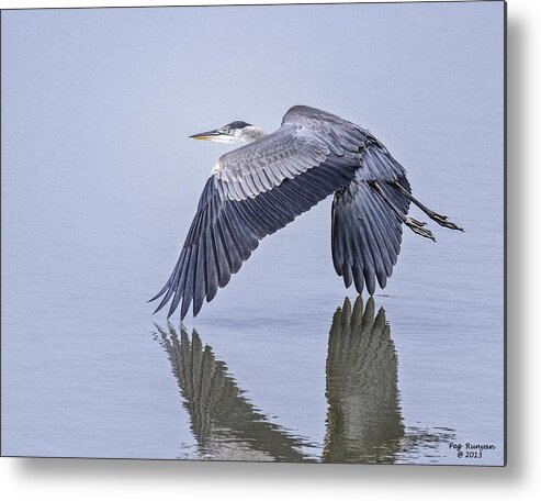Heron Metal Print featuring the photograph Low Flying Heron by Peg Runyan