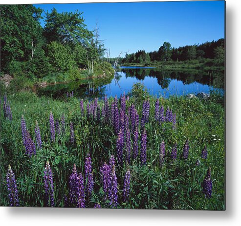 Maine Metal Print featuring the photograph Lupin and Lake by Tom Daniel