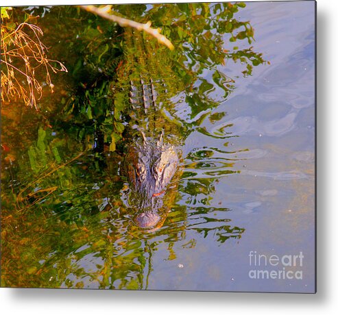 Alligator Metal Print featuring the photograph Lurking by Carey Chen