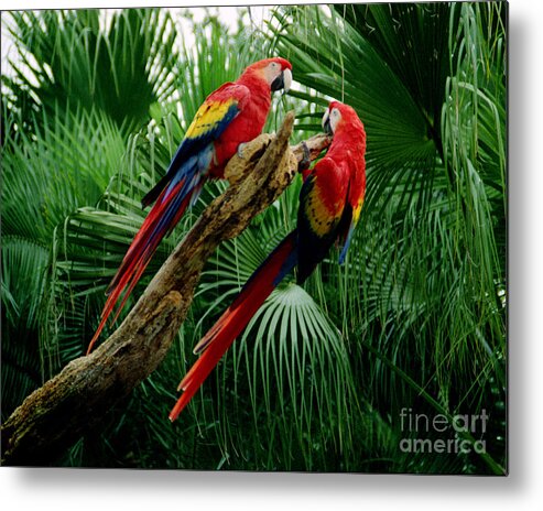 Color Metal Print featuring the photograph Macaws by Tom Brickhouse