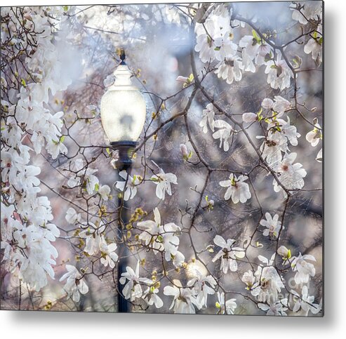 America Metal Print featuring the digital art Magnolia Impression Blend by Susan Cole Kelly Impressions