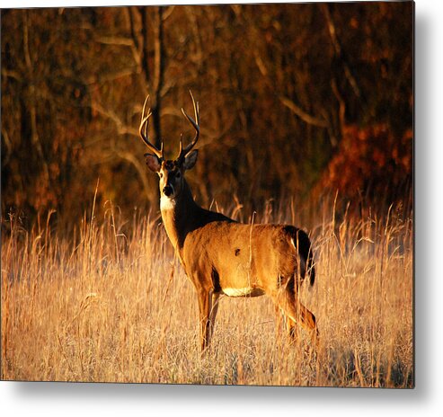 Tennessee Metal Print featuring the photograph Majesty by Pamela Peters