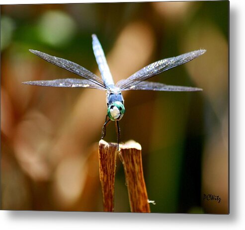 Dragonfly Metal Print featuring the photograph Made Ya Smile by Patrick Witz