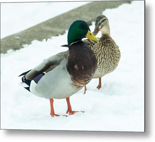 Drake Metal Print featuring the photograph Mallards in the Snow by Holden The Moment