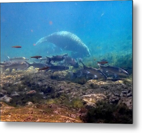 Manatee Metal Print featuring the photograph Manatee with Fish 1 by Sheri McLeroy