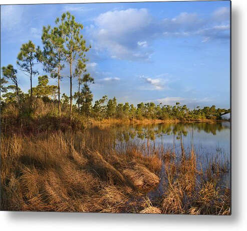 Tim Fitzharris Metal Print featuring the photograph Marsh And Trees Saint George Isl Florida by Tim Fitzharris