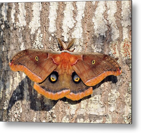 Giant Silk Moth Metal Print featuring the photograph Marvelous Moth by Al Powell Photography USA