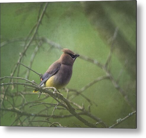 Cedar Waxwing Metal Print featuring the photograph Masked Beauty by Sue Capuano