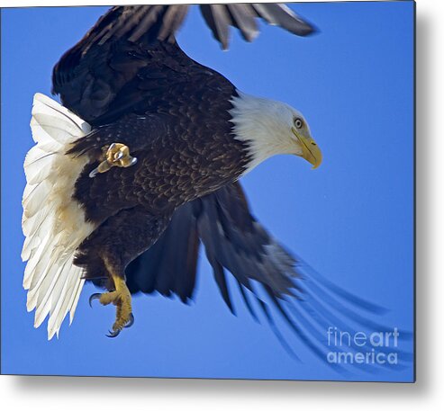Alaska Metal Print featuring the photograph Master Of The Sky by Nick Boren