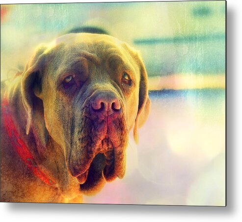  Metal Print featuring the photograph Dog Photo of a Neopolitan Mastif by Marysue Ryan