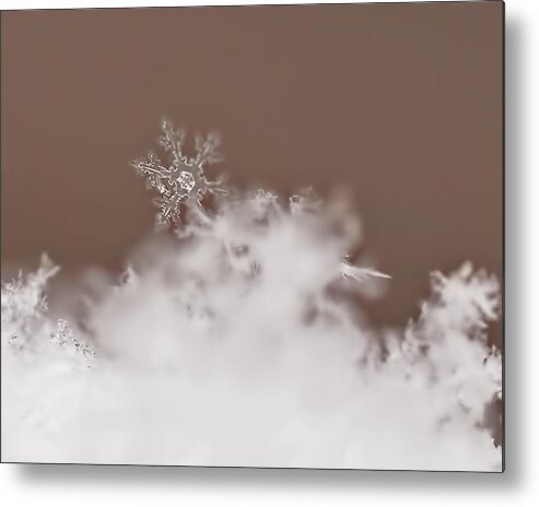 Snowflakes Metal Print featuring the photograph Melting Slowly by Rona Black