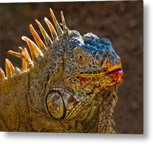 Huatulco Metal Print featuring the photograph Mexican Orange Iguana by Ginger Wakem
