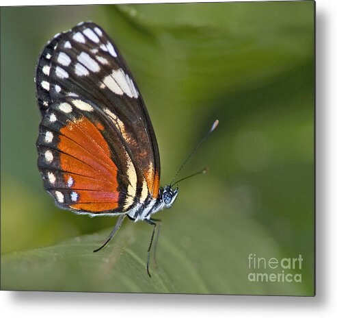 Festblues Metal Print featuring the photograph Micro Wings... by Nina Stavlund