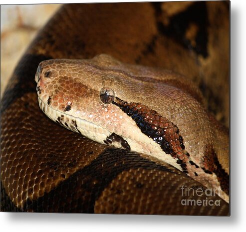 Snake Metal Print featuring the photograph Mindfully Watching by Patrick Witz
