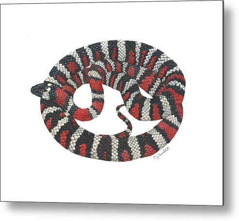 Herpetology Metal Print featuring the painting Mountain King Snake by Cindy Hitchcock