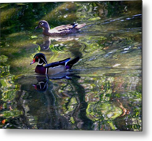 Nature Metal Print featuring the photograph Mr and Mrs P W Duck by Judy Wanamaker