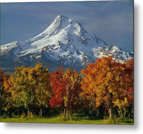 Autumn Colors Metal Print featuring the photograph 1M5117-Mt. Hood in Autumn by Ed Cooper Photography